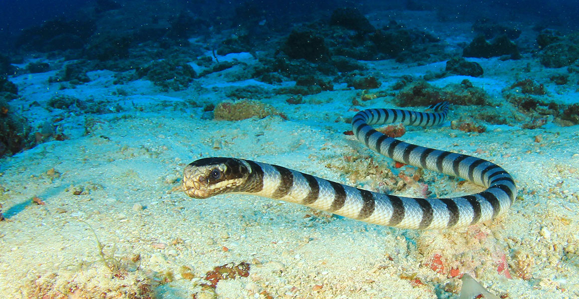 Sea krait elegantly navigating a coral reef