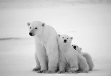 The Incredible Adaptations of Small Animals to Extreme Climates Various small animals showcasing their adaptations in extreme climates