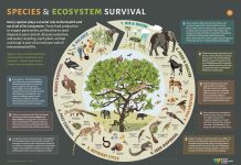 Animals Definition: Understanding Their Role in Ecosystems A vibrant ecosystem showcasing the diversity of life