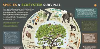 A vibrant ecosystem showcasing the diversity of life