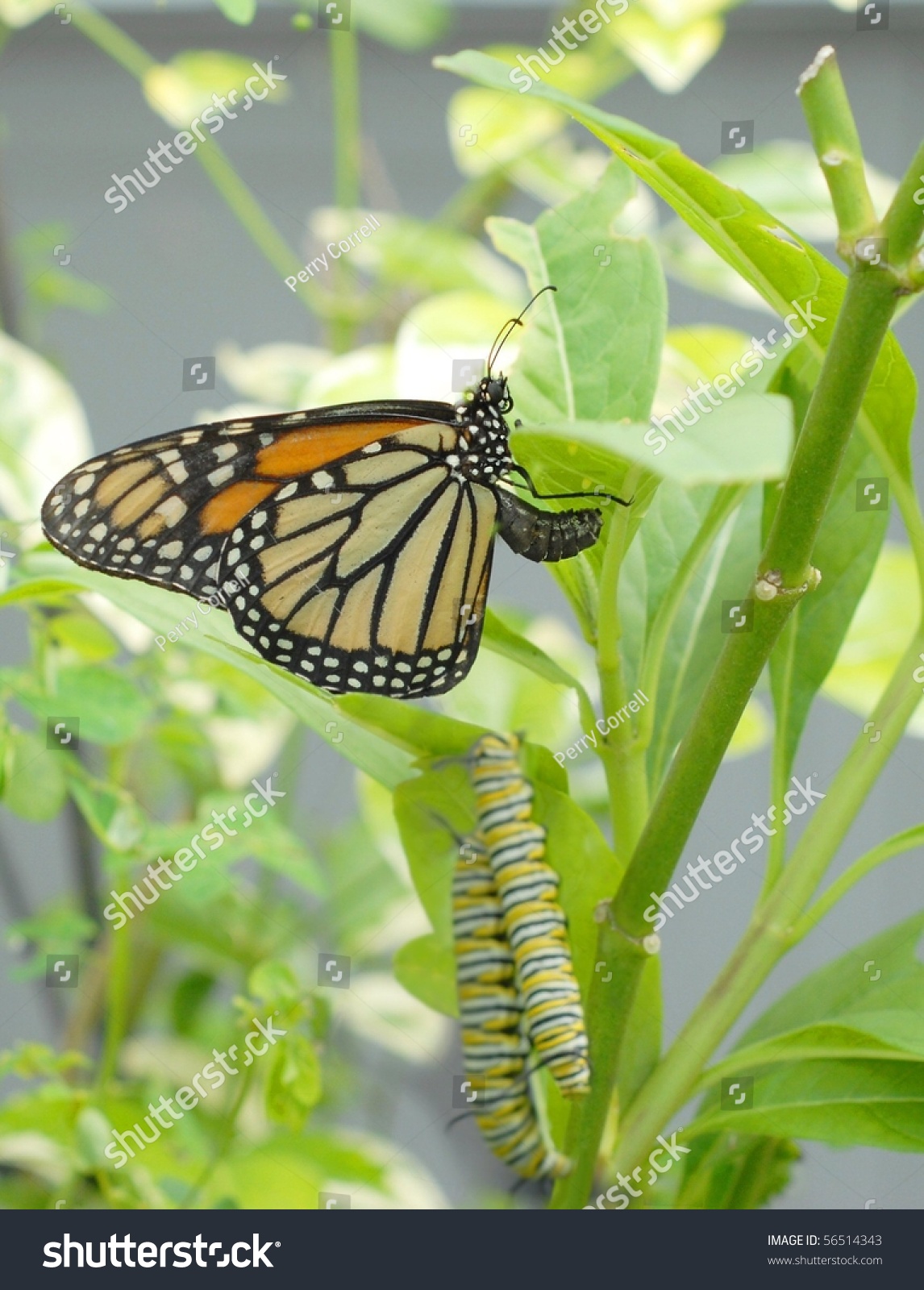 A monarch butterfly carefully laying eggs on a milkweed plant