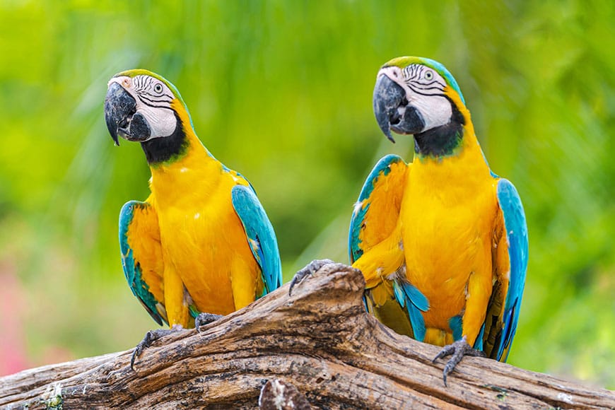 A variety of exotic pets including a macaw and a lizard in a beautifully arranged home environment