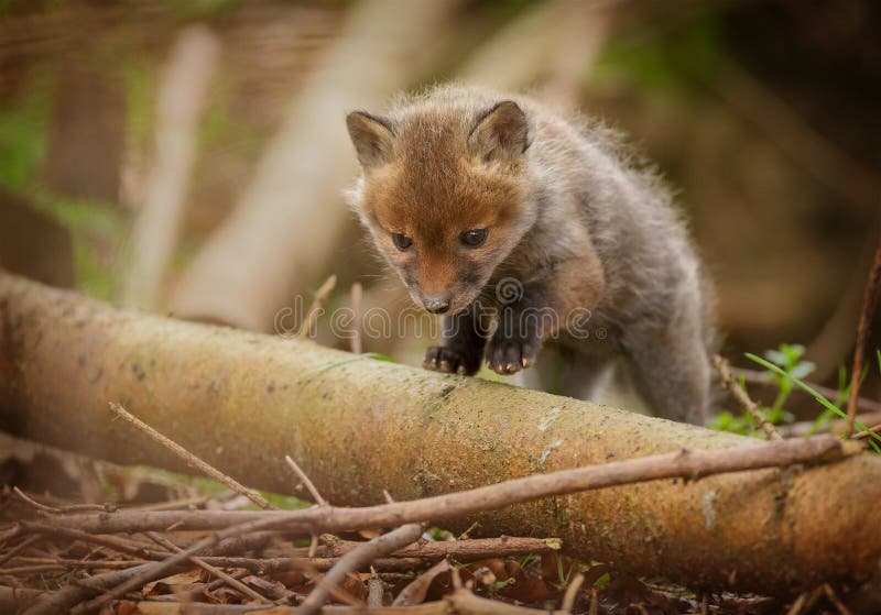 A curious fox cub exploring the forest at dawn