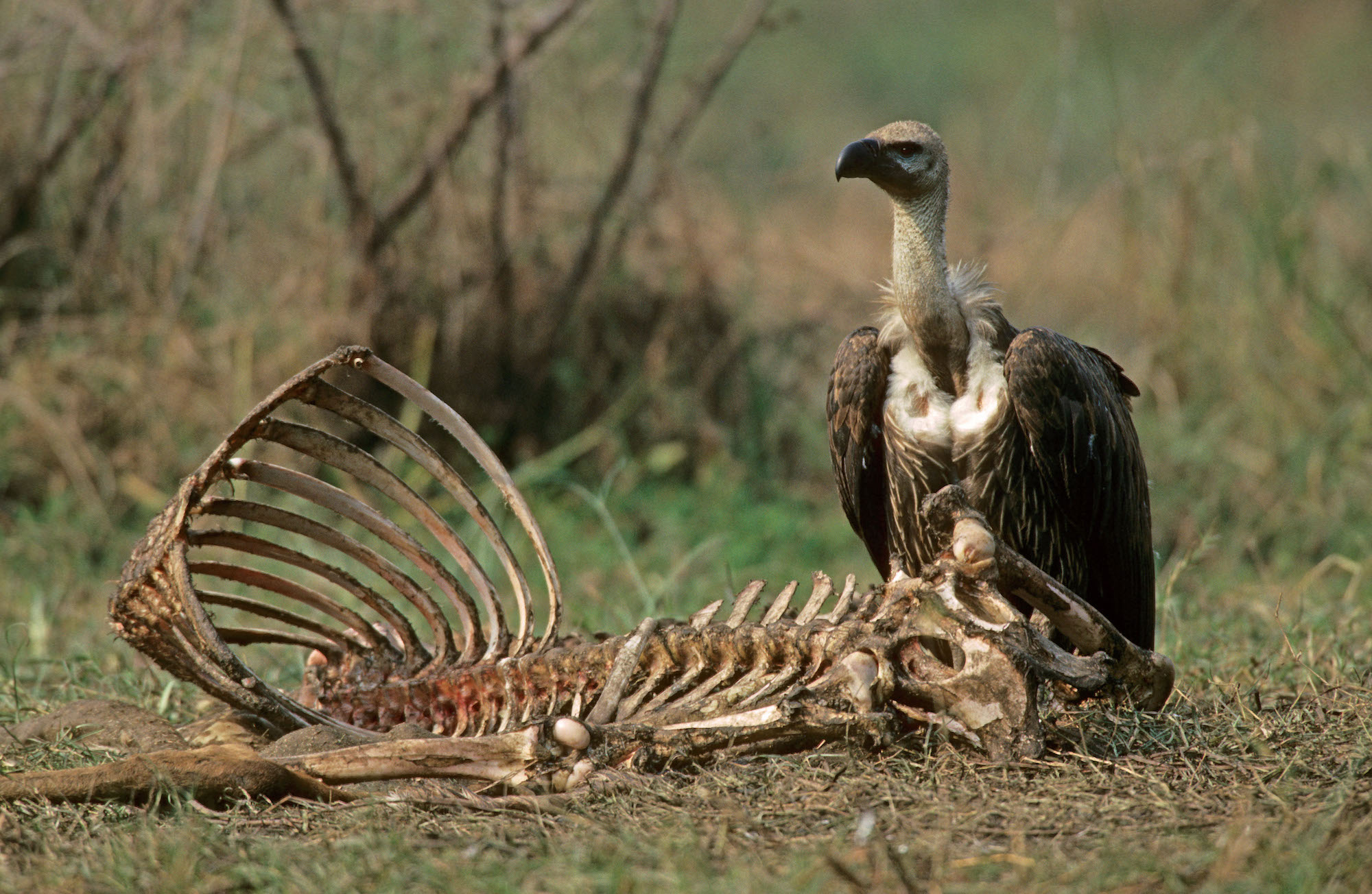 A vulture contributing to nutrient cycling by feeding on carrion
