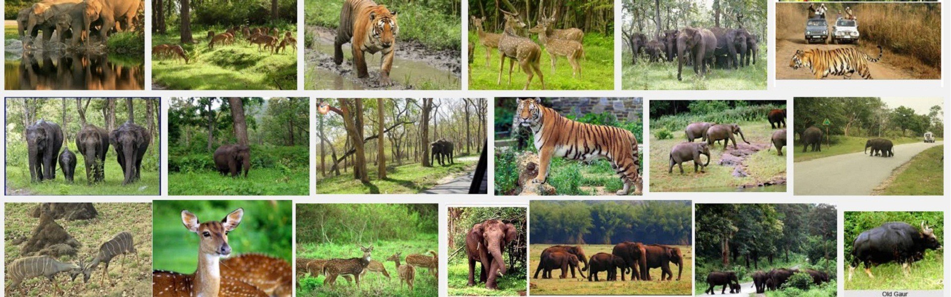 A vibrant representation of the Himalayan ecosystem with diverse mountain wildlife