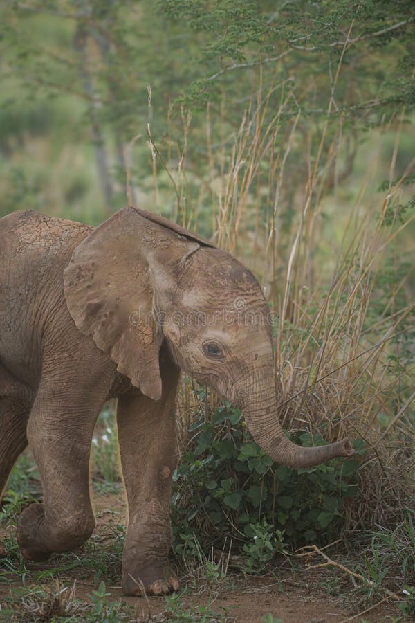 A young elephant calf exploring the savannah learning to use its trunk