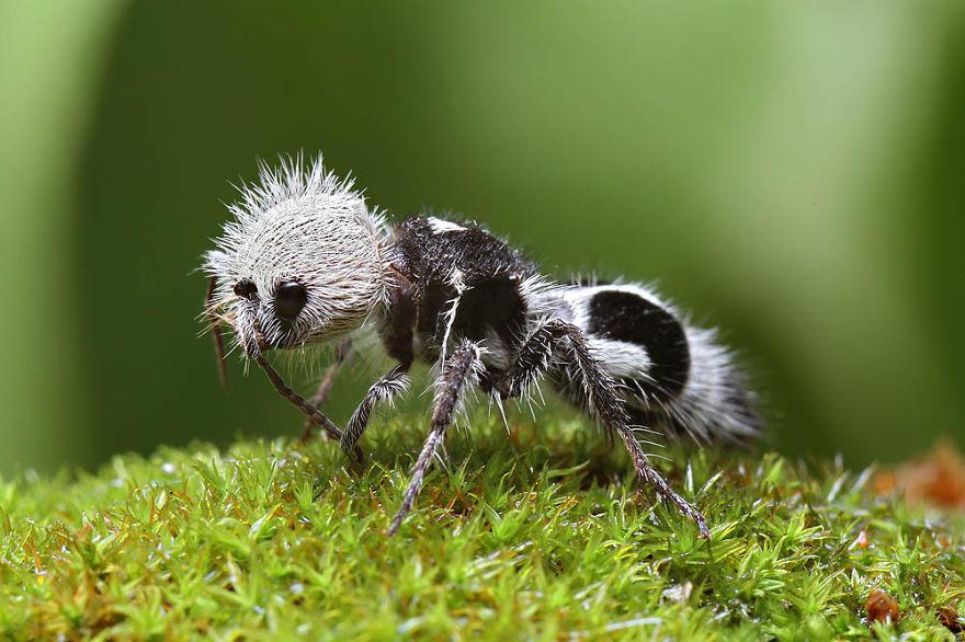 A panda ant showcasing its striking black and white pattern