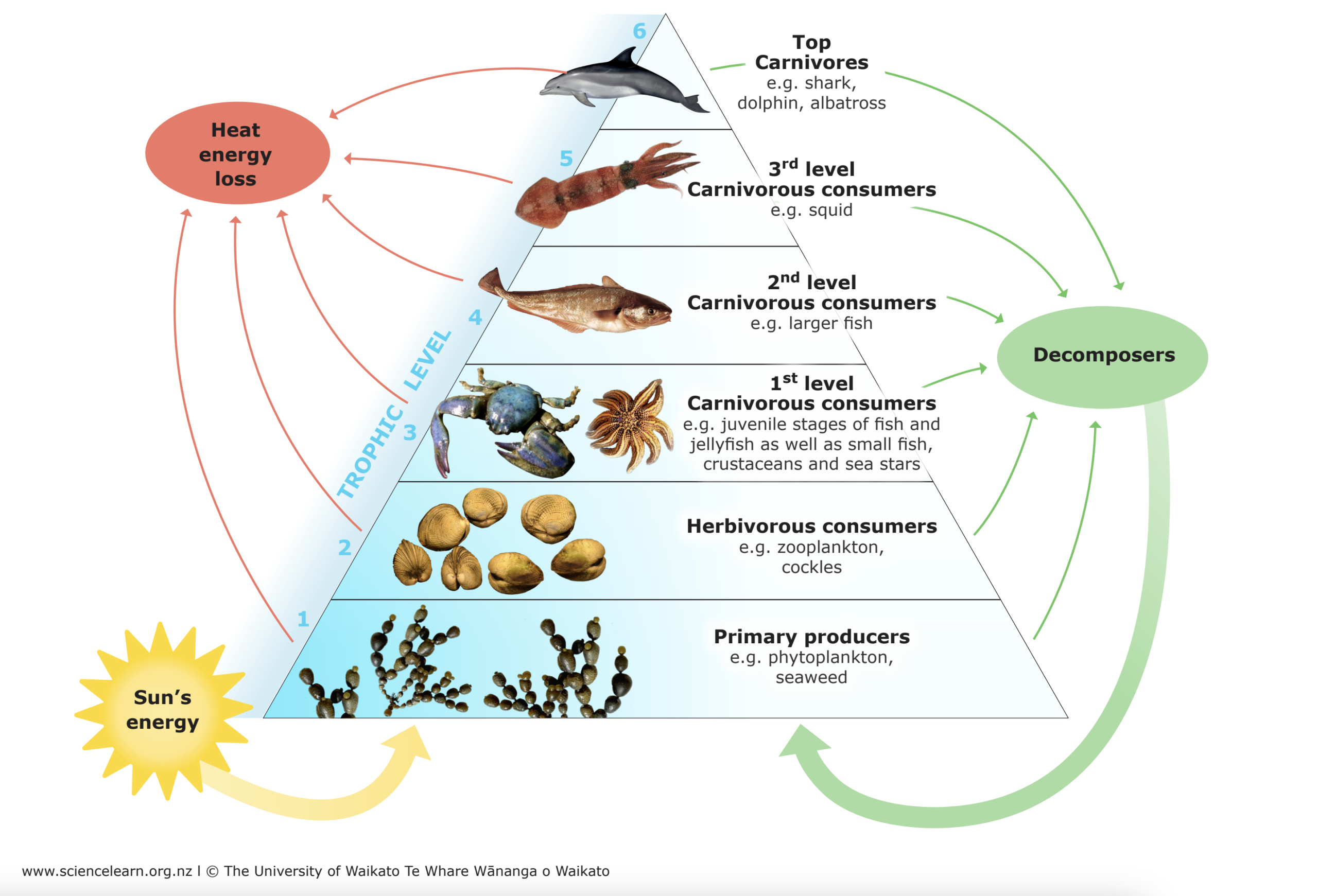 Illustration depicting a diverse marine food chain