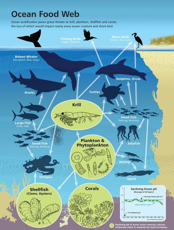 Fish play a vital role in the aquatic food chain supporting various predators