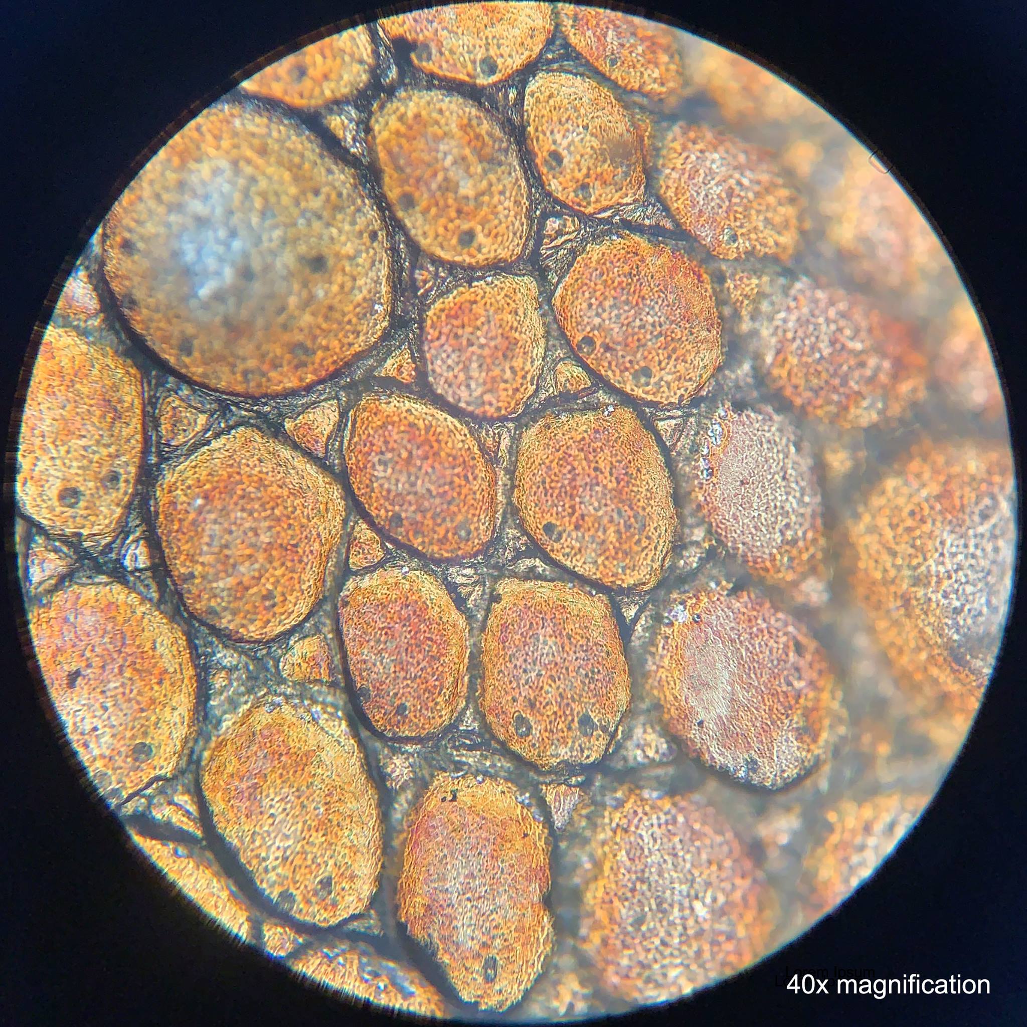Closeup of lizard skin showing chromatophores