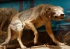 The Secrets Behind Extinct Animals: Unveiling the Dire Wolf A fossil exhibit showcasing the majestic Dire Wolf