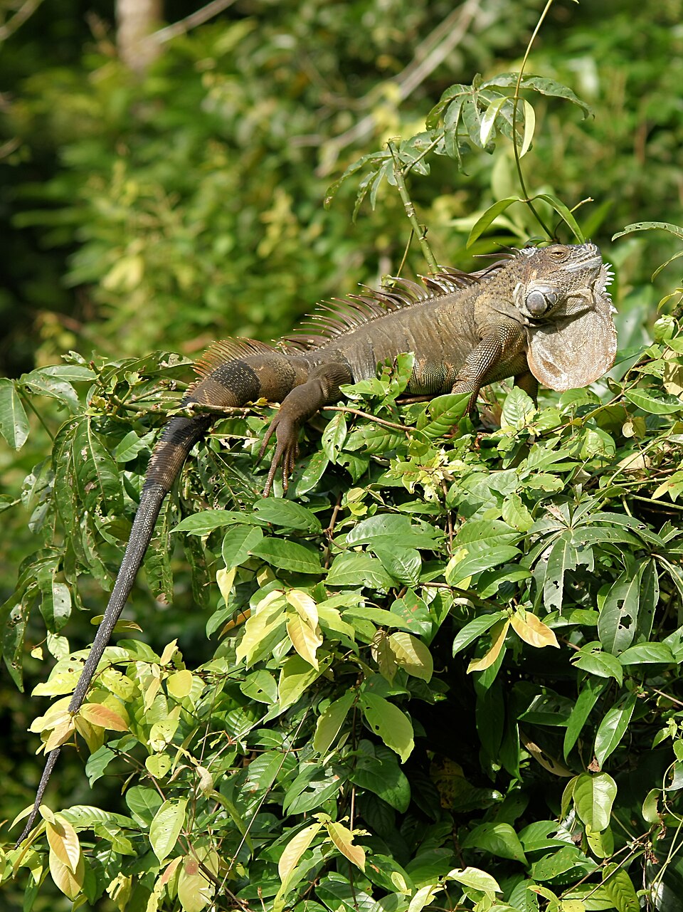 A green iguana blending into the lush foliage