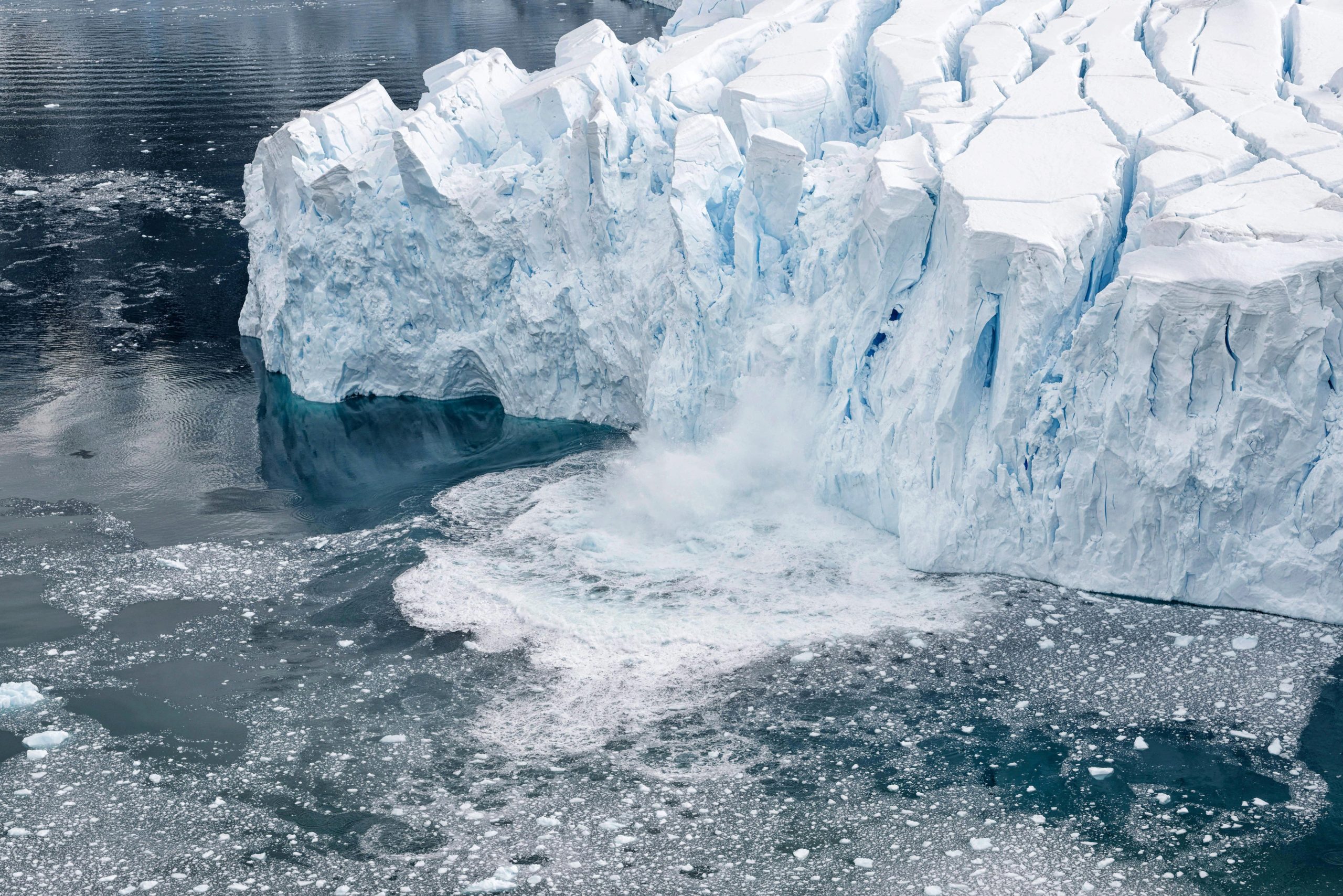 Antarctic icefish swimming in the icy waters