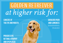 The Truth About Animal Breeding Myths: What You Need to Know A purebred dog showing signs of genetic health issues