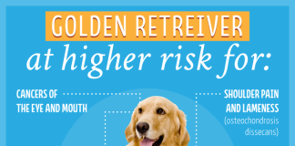 The Truth About Animal Breeding Myths: What You Need to Know A purebred dog showing signs of genetic health issues