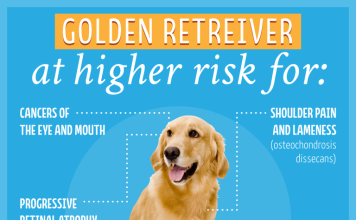 The Truth About Animal Breeding Myths: What You Need to Know A purebred dog showing signs of genetic health issues