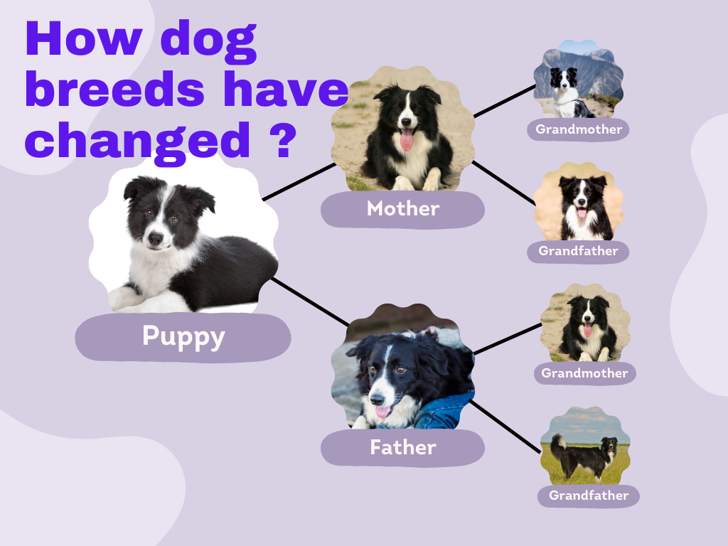 Selective breeding in dogs showcasing different traits