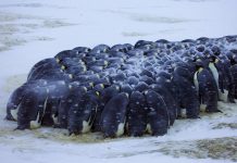 The Fascinating Animals of Antarctica: Survival in Extreme Cold Emperor penguins huddling together for warmth