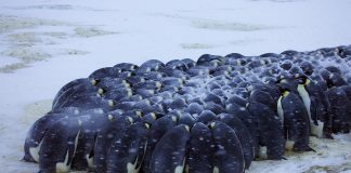 The Fascinating Animals of Antarctica: Survival in Extreme Cold Emperor penguins huddling together for warmth