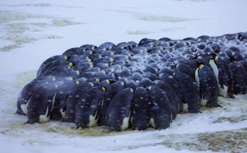 The Fascinating Animals of Antarctica: Survival in Extreme Cold Emperor penguins huddling together for warmth
