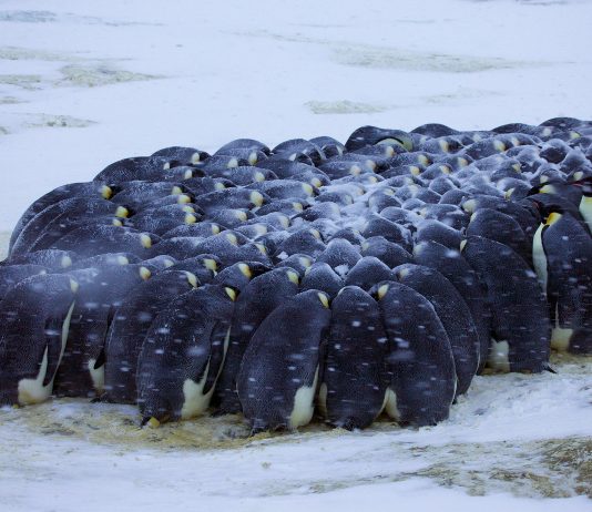 The Fascinating Animals of Antarctica: Survival in Extreme Cold Emperor penguins huddling together for warmth