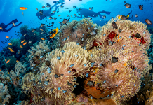 Why Marine Animals Matter: The Surprising Benefits to Humanity A vibrant coral reef teeming with diverse marine life