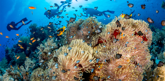 Why Marine Animals Matter: The Surprising Benefits to Humanity A vibrant coral reef teeming with diverse marine life