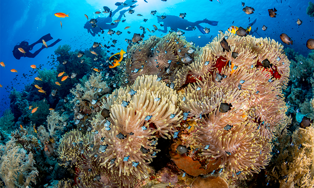 A vibrant coral reef teeming with diverse marine life