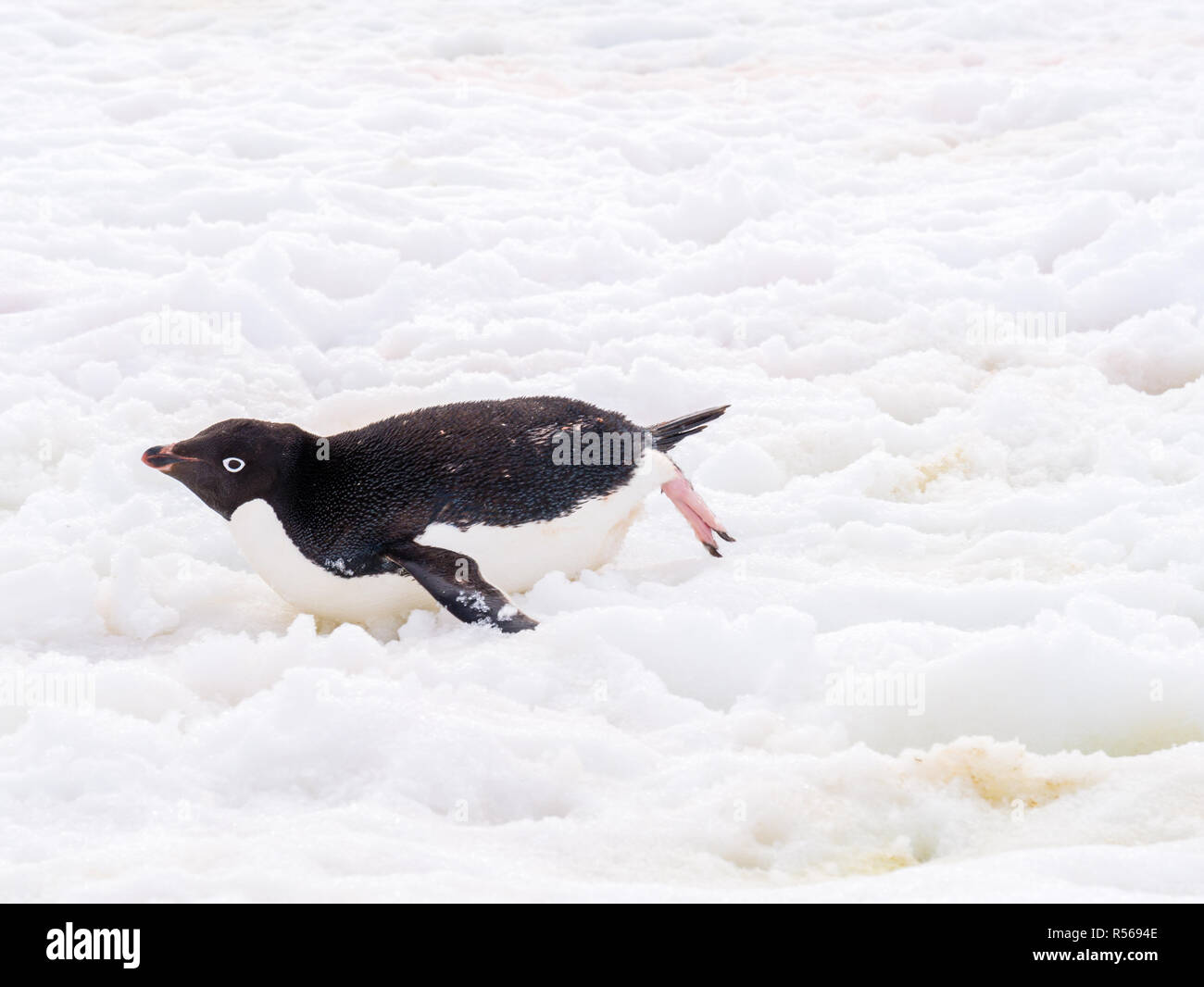 Adélie Penguins tobogganing across the ice in Antarctica