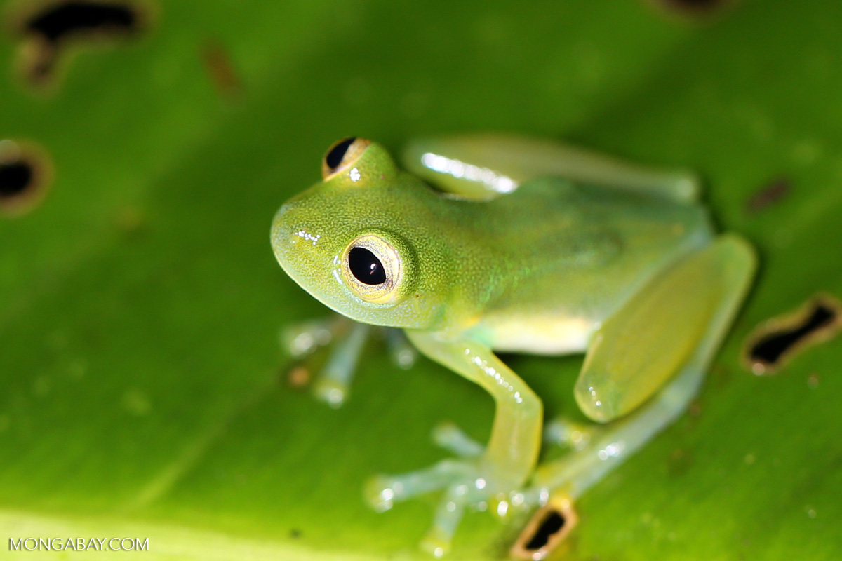 A tree frog blending perfectly with the leaves