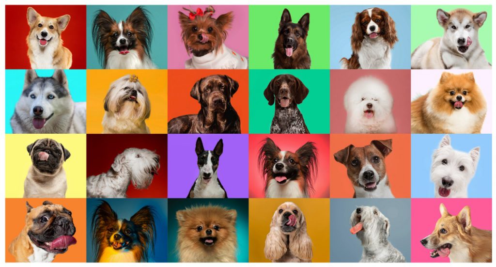 Purebred dogs displaying signs of genetic diversity issues