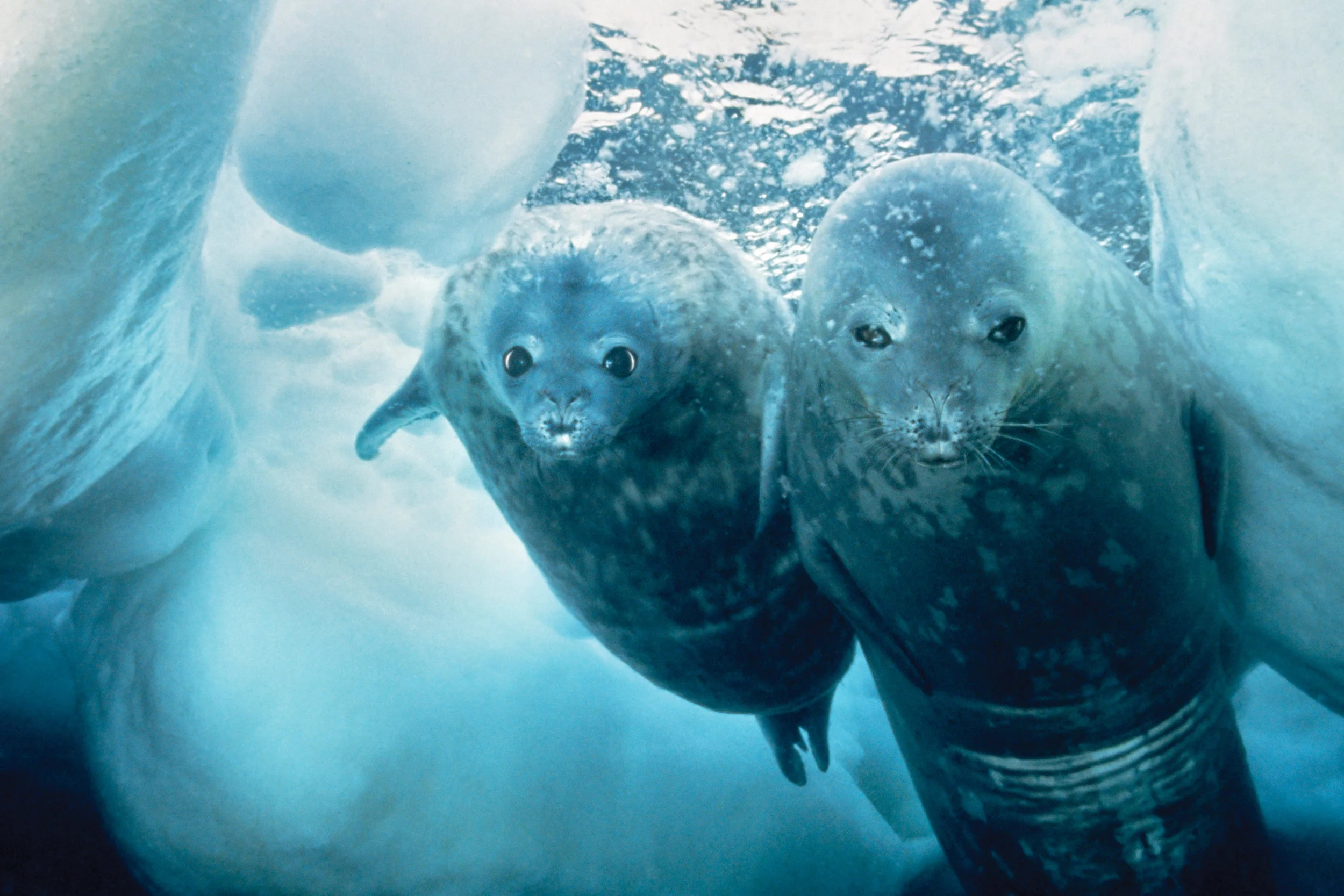 A Weddell seal gracefully diving under the sea ice