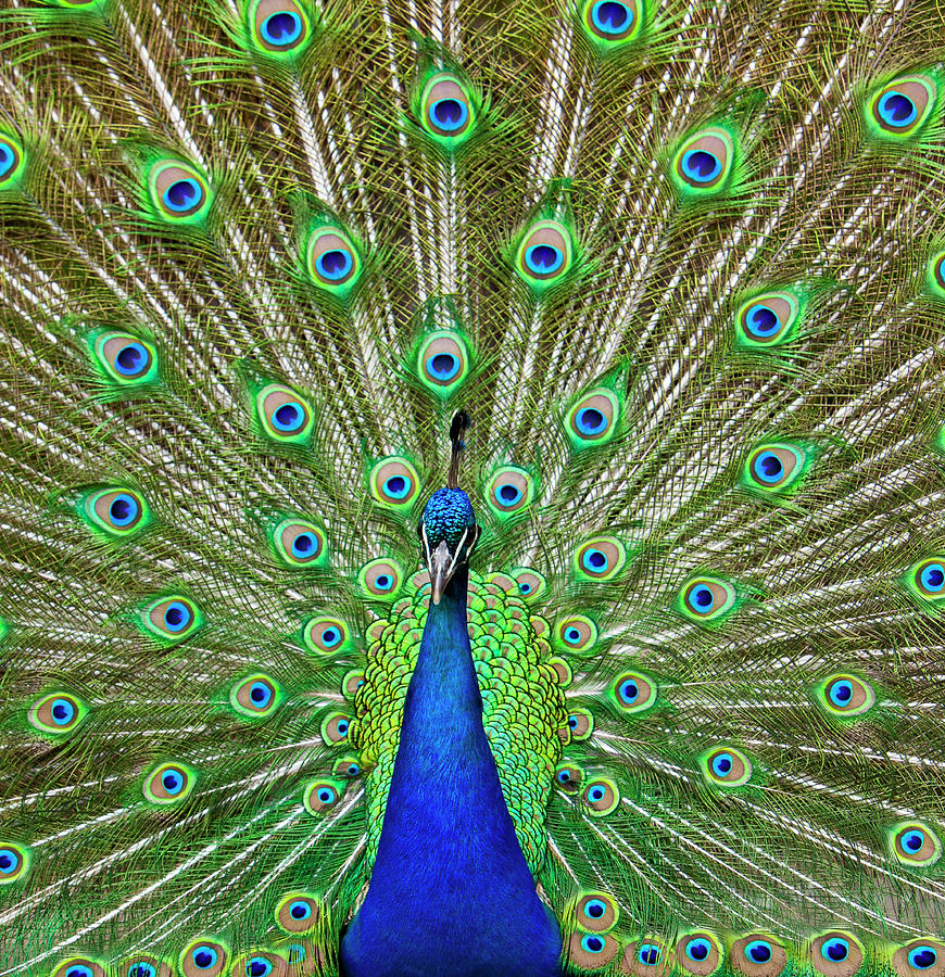A peacock showcasing its vibrant greenhued plumage
