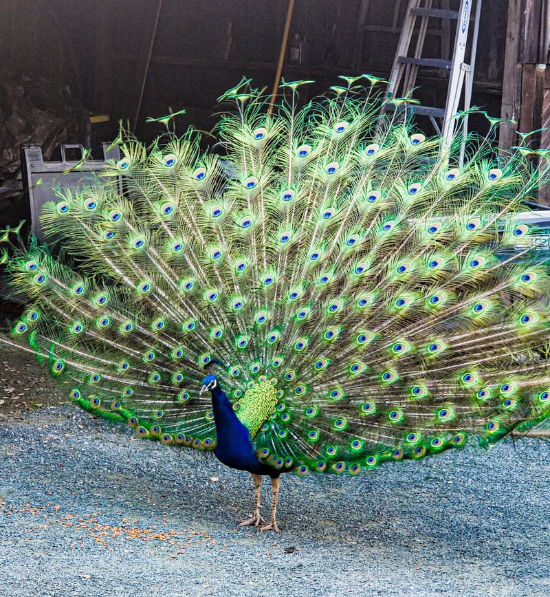 A male peacock showcasing its vibrant green plumage