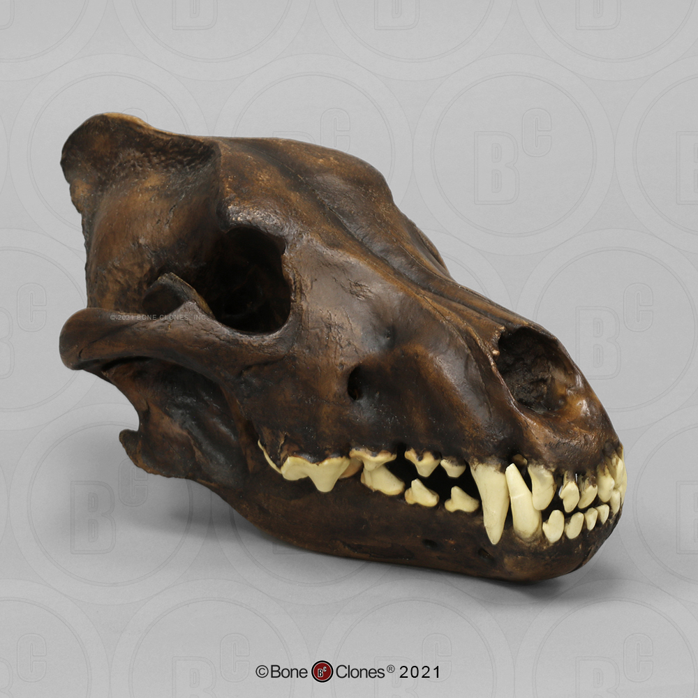 A fossilized skull of a Dire Wolf showcasing its powerful jaw structure