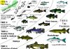 Fish Animals and Their Role in Ecosystem Balance A colorful array of fish species in a thriving coral reef