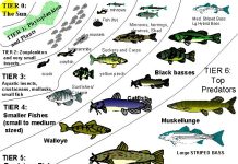 Fish Animals and Their Role in Ecosystem Balance A colorful array of fish species in a thriving coral reef