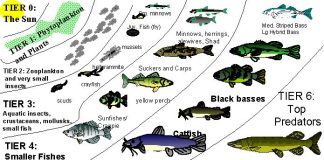 Fish Animals and Their Role in Ecosystem Balance A colorful array of fish species in a thriving coral reef