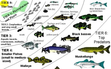 Fish Animals and Their Role in Ecosystem Balance A colorful array of fish species in a thriving coral reef