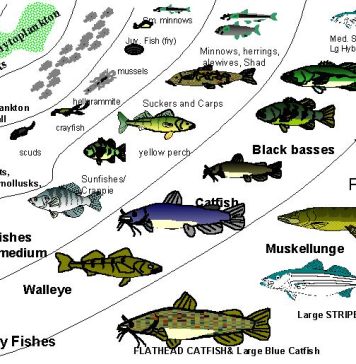 Fish Animals and Their Role in Ecosystem Balance A colorful array of fish species in a thriving coral reef