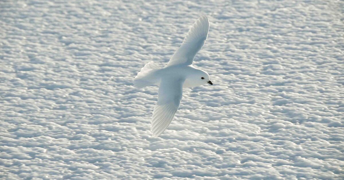 A leopard seal stealthily hunting in the icy Antarctic waters