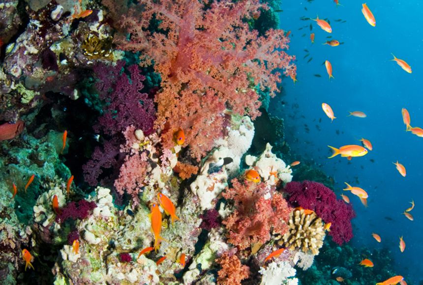 A thriving coral reef teeming with diverse marine life