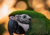 The Science Behind Green Pigmentation in Animals A parrot showcasing vibrant green feathers through structural coloration