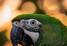 The Science Behind Green Pigmentation in Animals A parrot showcasing vibrant green feathers through structural coloration