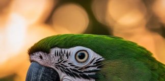The Science Behind Green Pigmentation in Animals A parrot showcasing vibrant green feathers through structural coloration