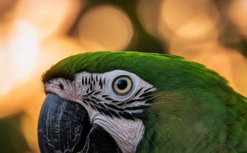 The Science Behind Green Pigmentation in Animals A parrot showcasing vibrant green feathers through structural coloration