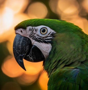 The Science Behind Green Pigmentation in Animals A parrot showcasing vibrant green feathers through structural coloration